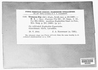 Uromyces pisi-sativi image